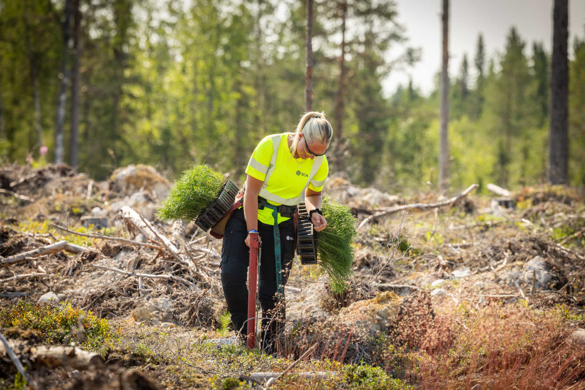 Kvinna på ett hygge som planterar skogsplantor