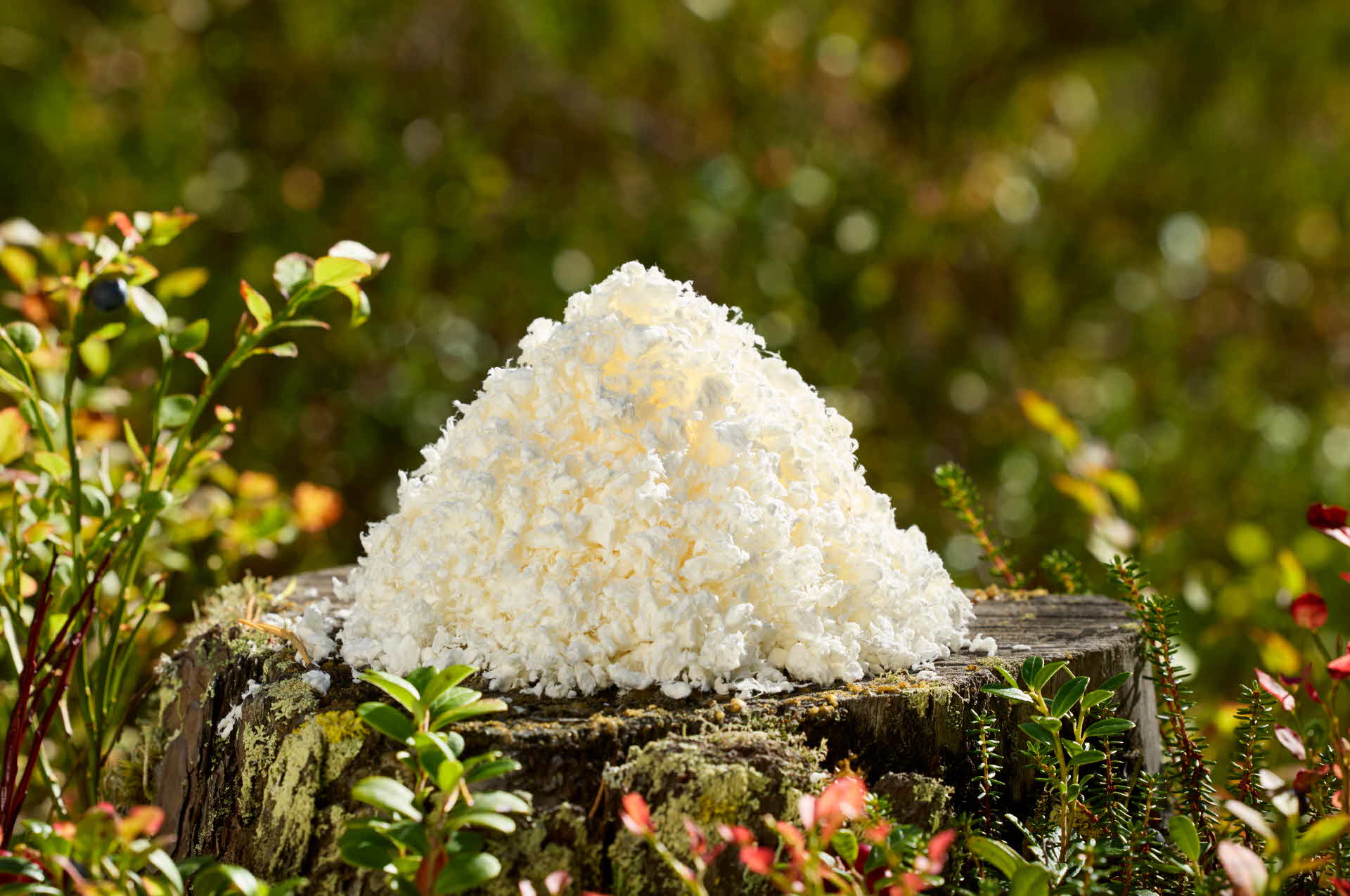 Massa SCA Pure NBSK från Östrands massafabrik.