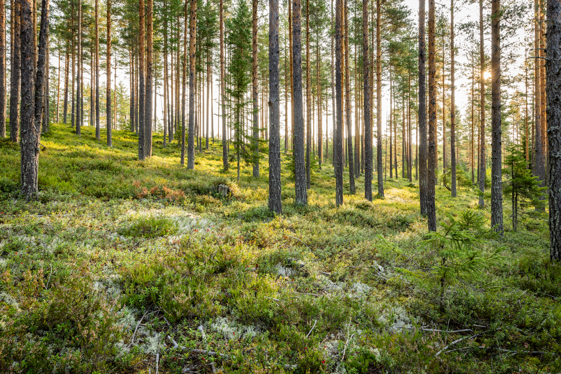 Talskog i solsken