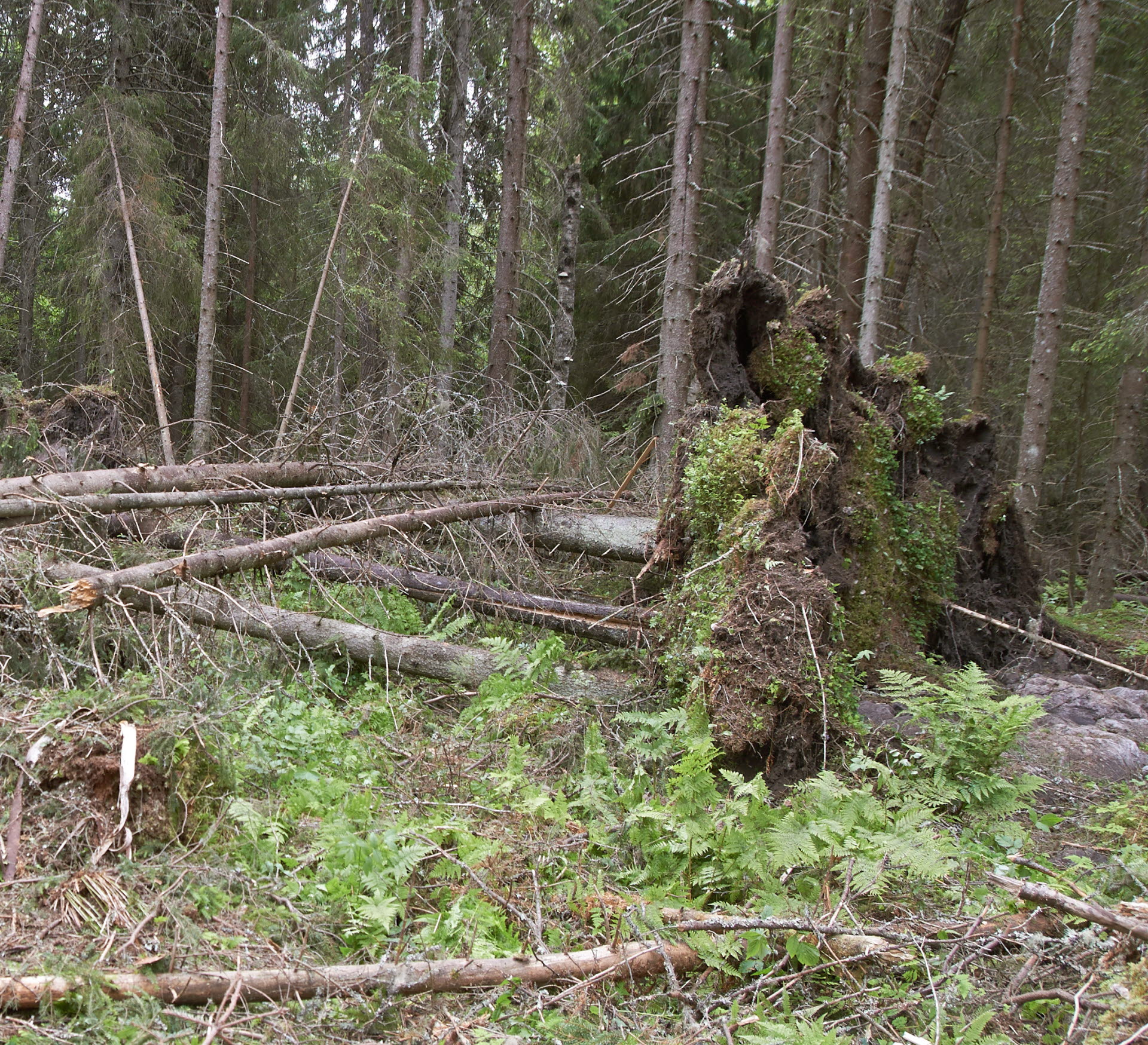 Stormskadad skog