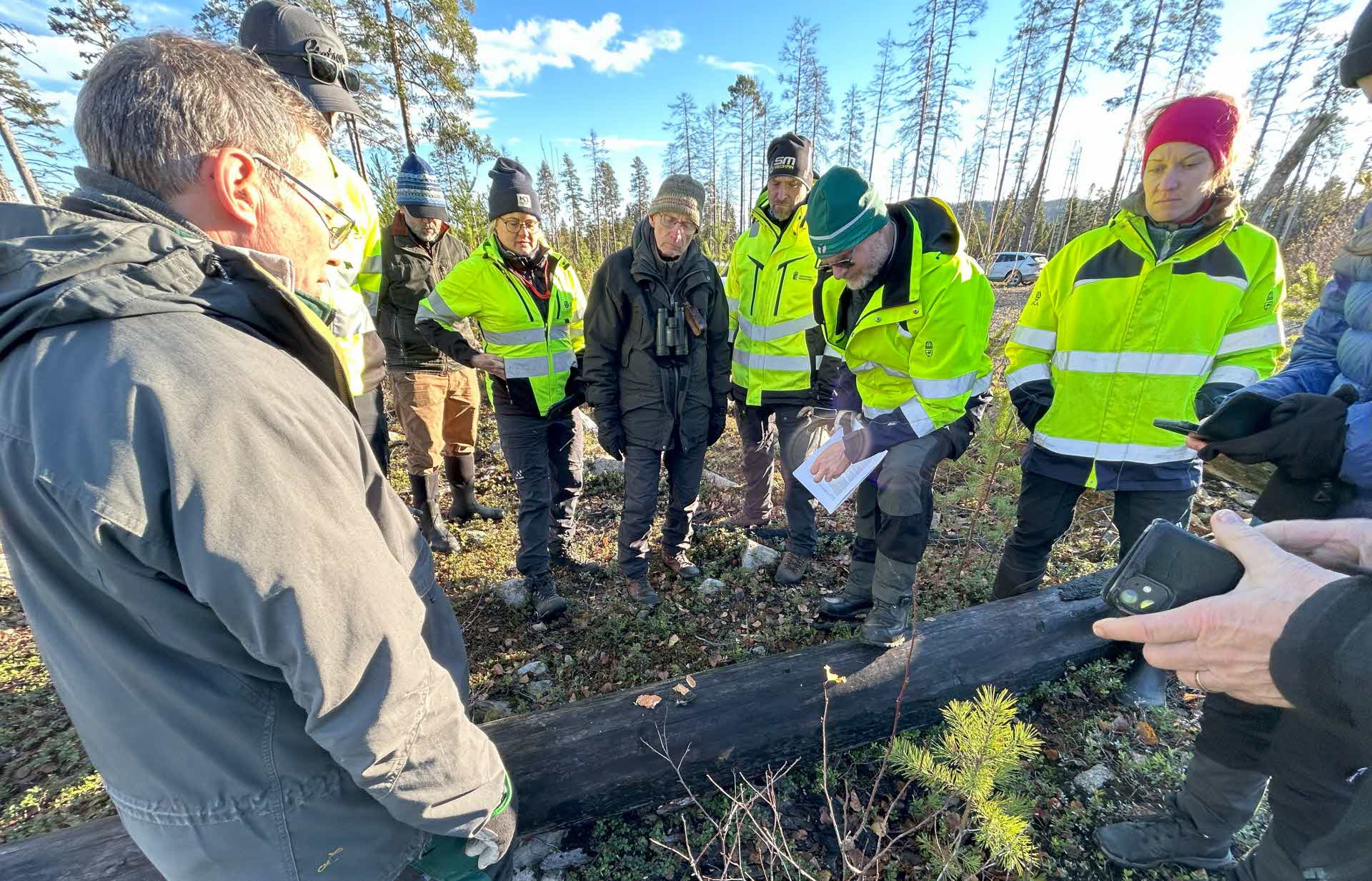 Sällsynt svamp