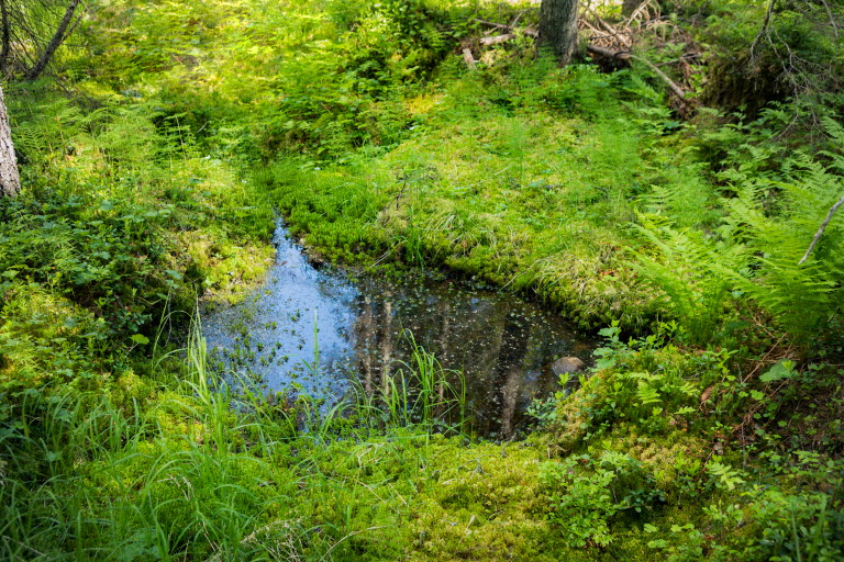 Sumpskog med fuktiga höljor