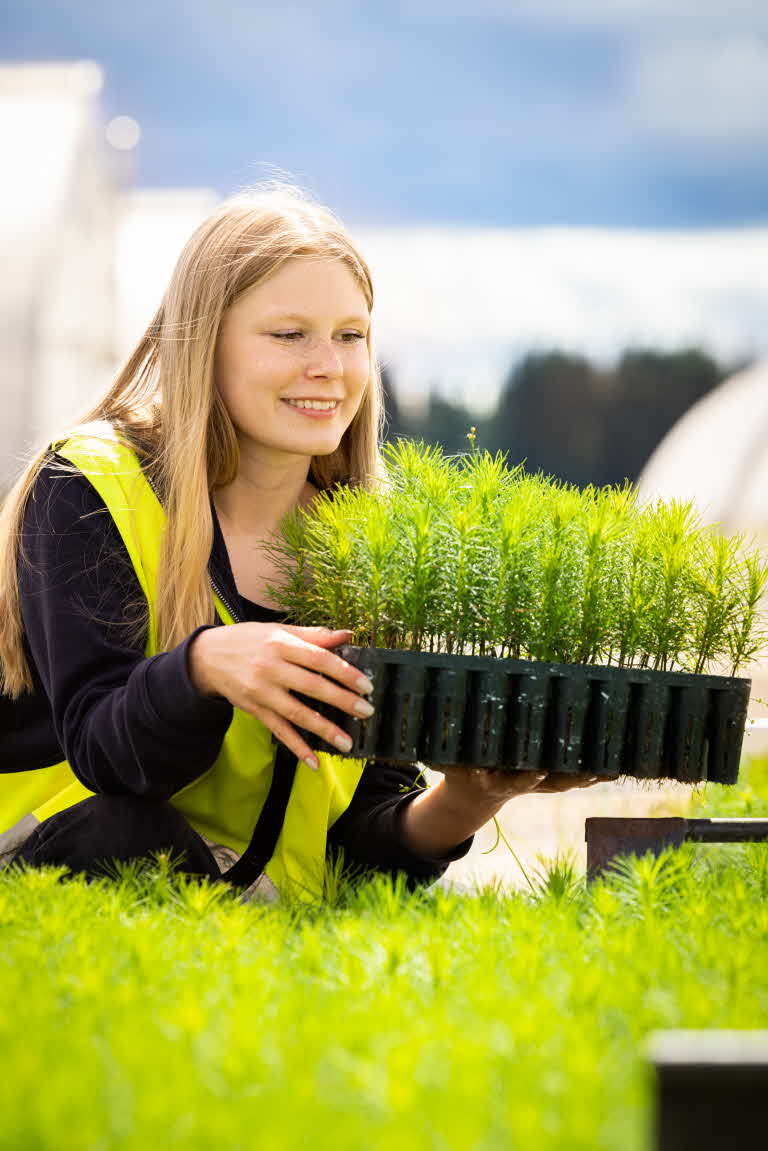 Bogrundets plantskola