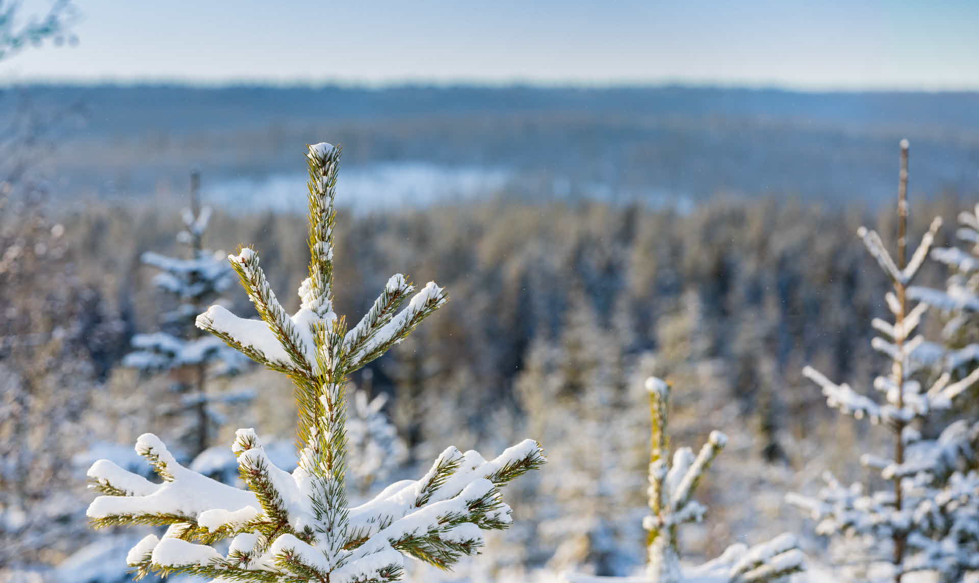 A forest covered in snow on a sunny day