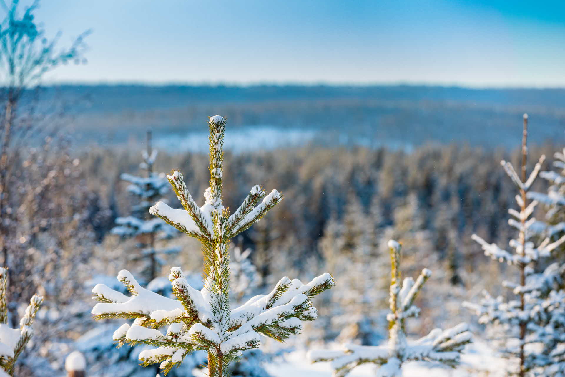 Från årsstämman 2023.