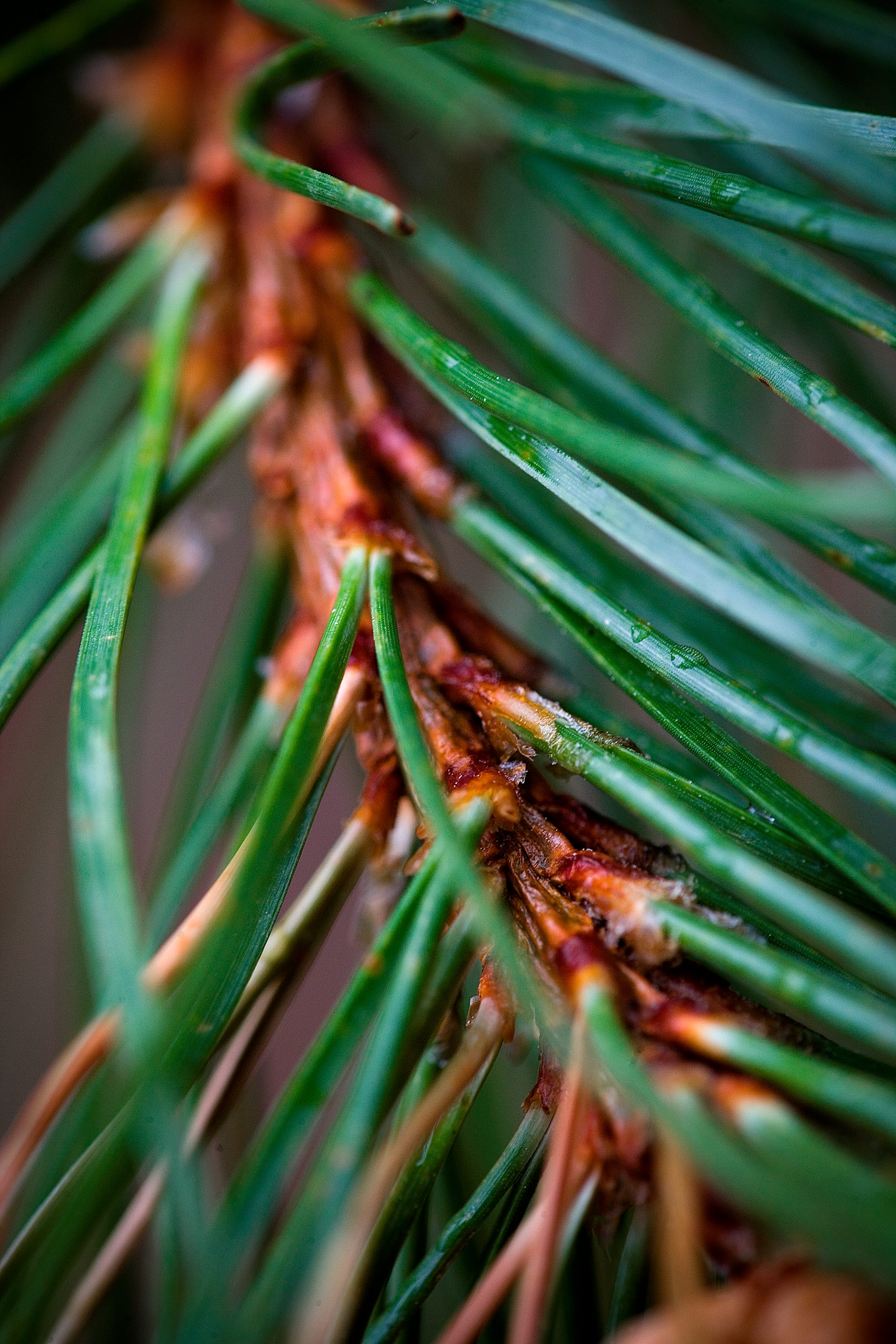Closeup on a contorta pine.
