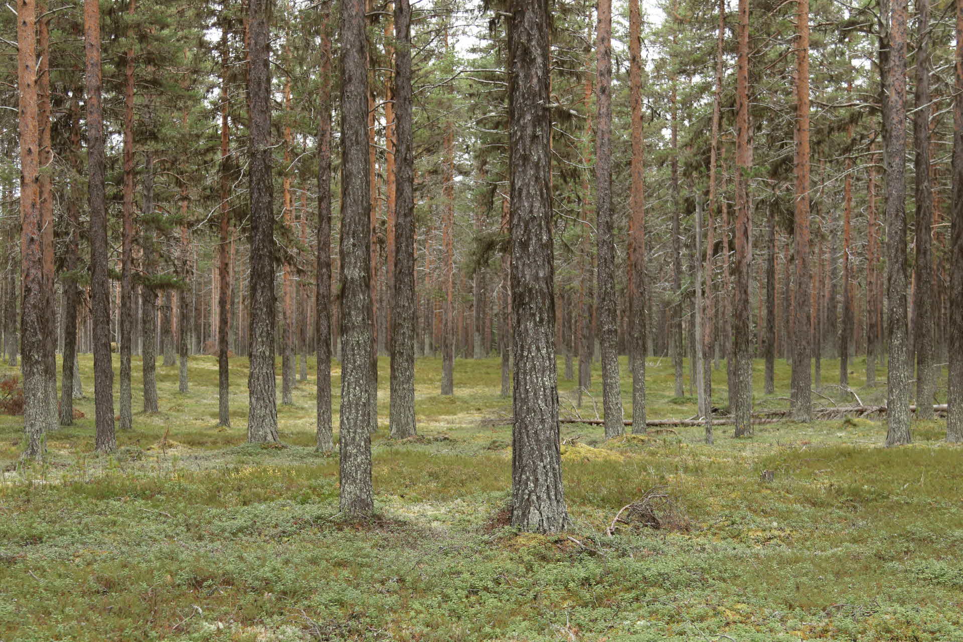 Skog med gott om hänglavar