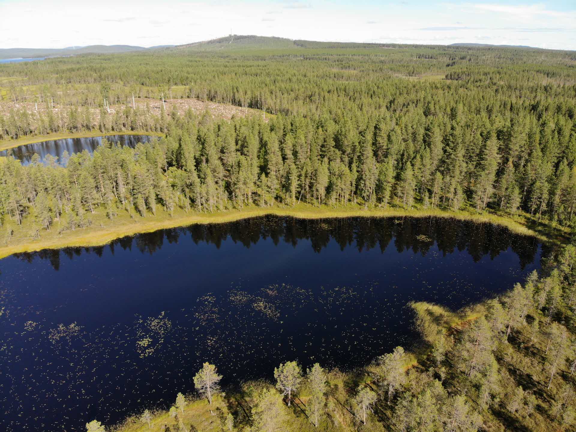 Skog med en tjärn