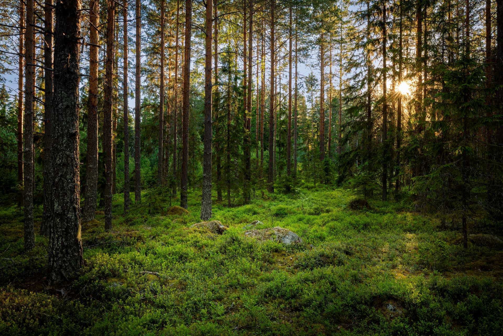 Skog i skymning