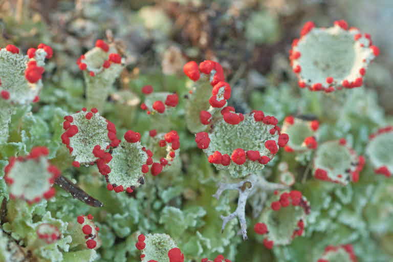 Kochenillav Cladonia coccifera