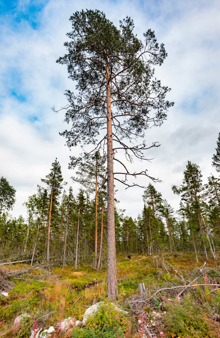 Nature conservation pine