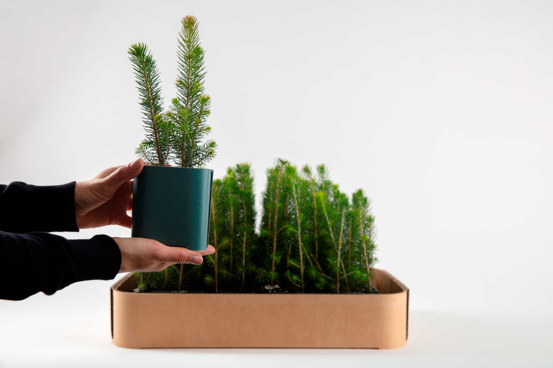 Plants in corrugated boxes