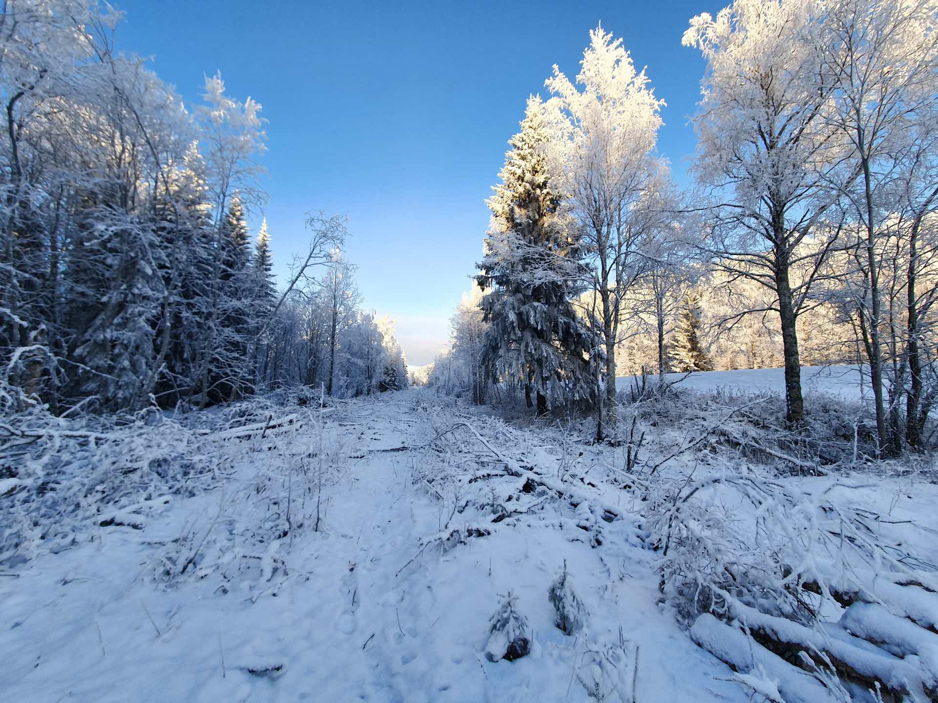 Avverkning längs E14 vid Slammeråsen