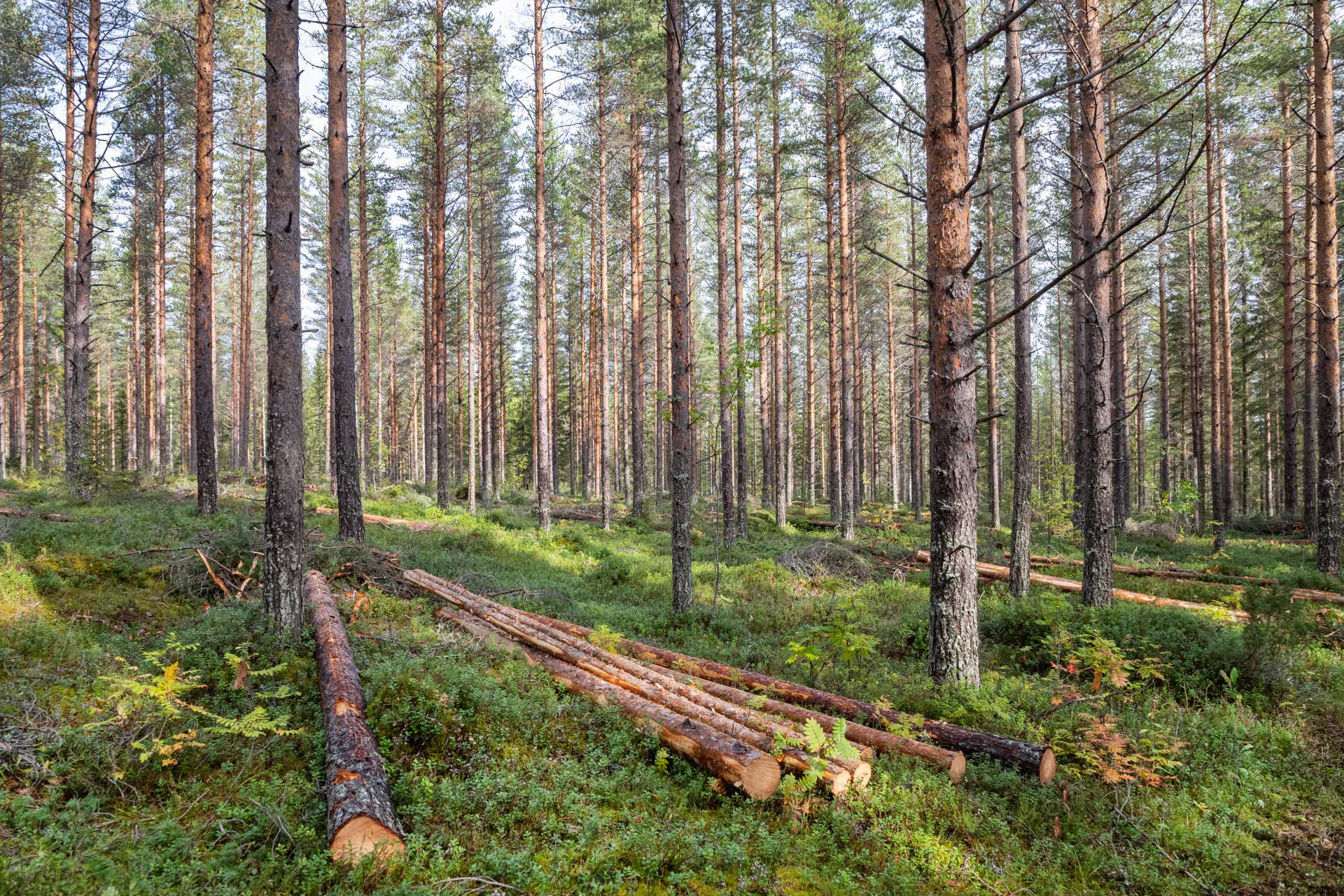 Some thinned trees in the forest