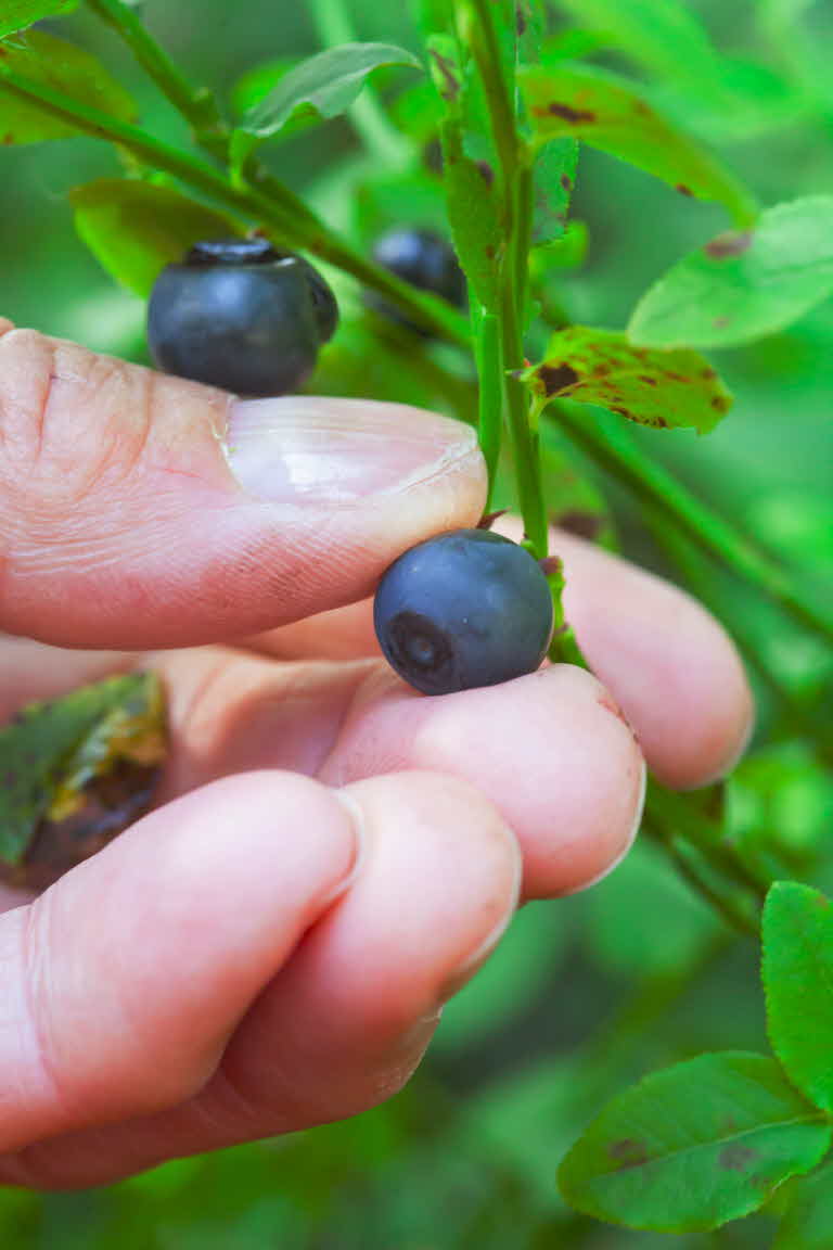 Picking bluberries