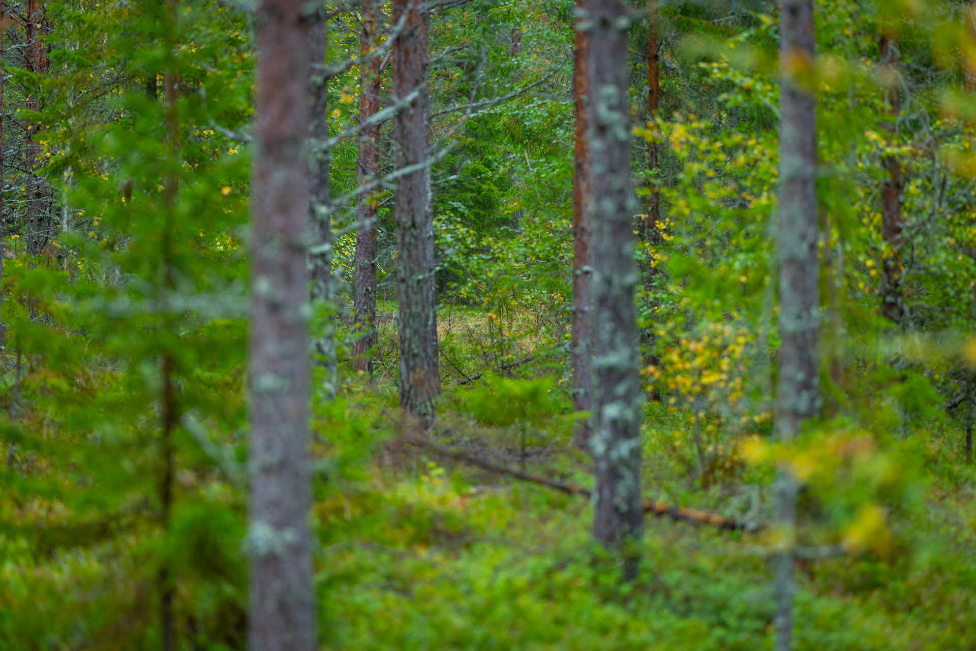 Forest