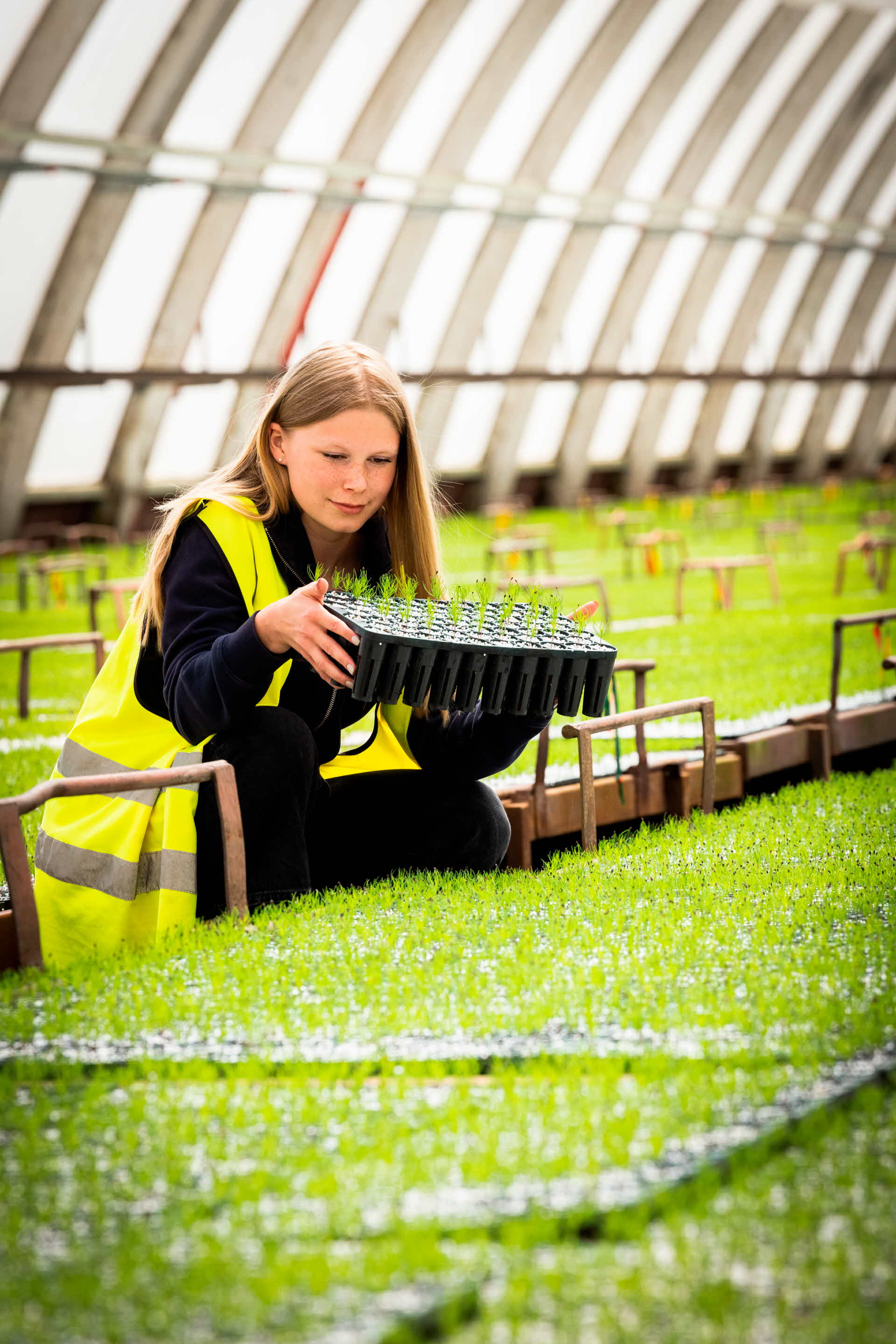 A employee at our tree nursery. 