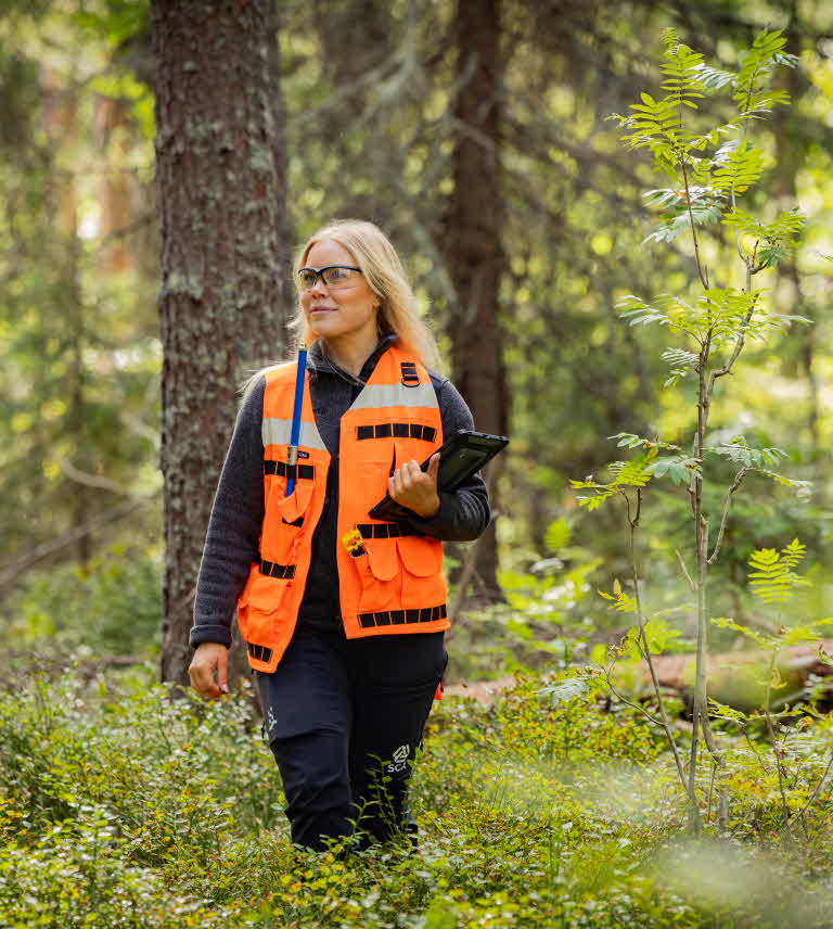 planning in the forest