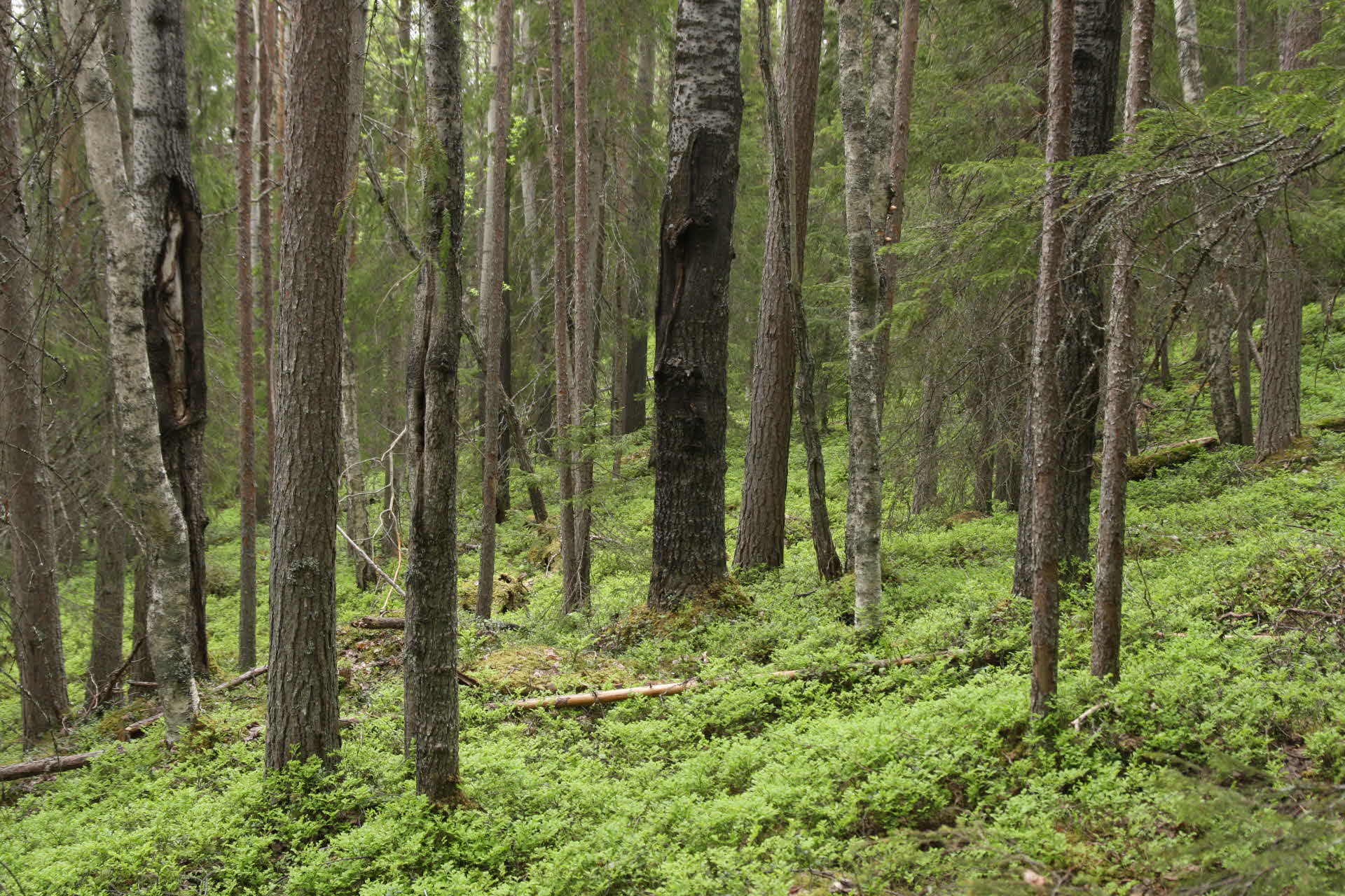 Brända trädstammar