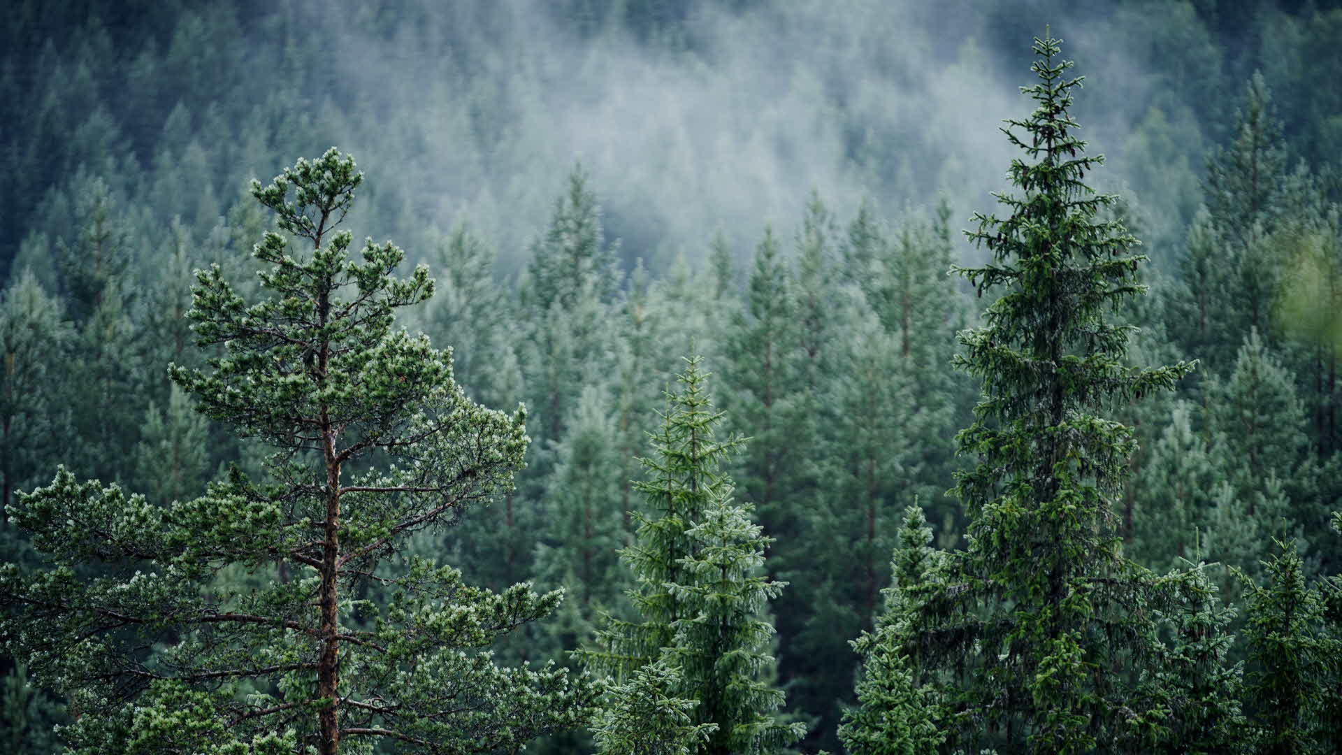 A forest in fog.