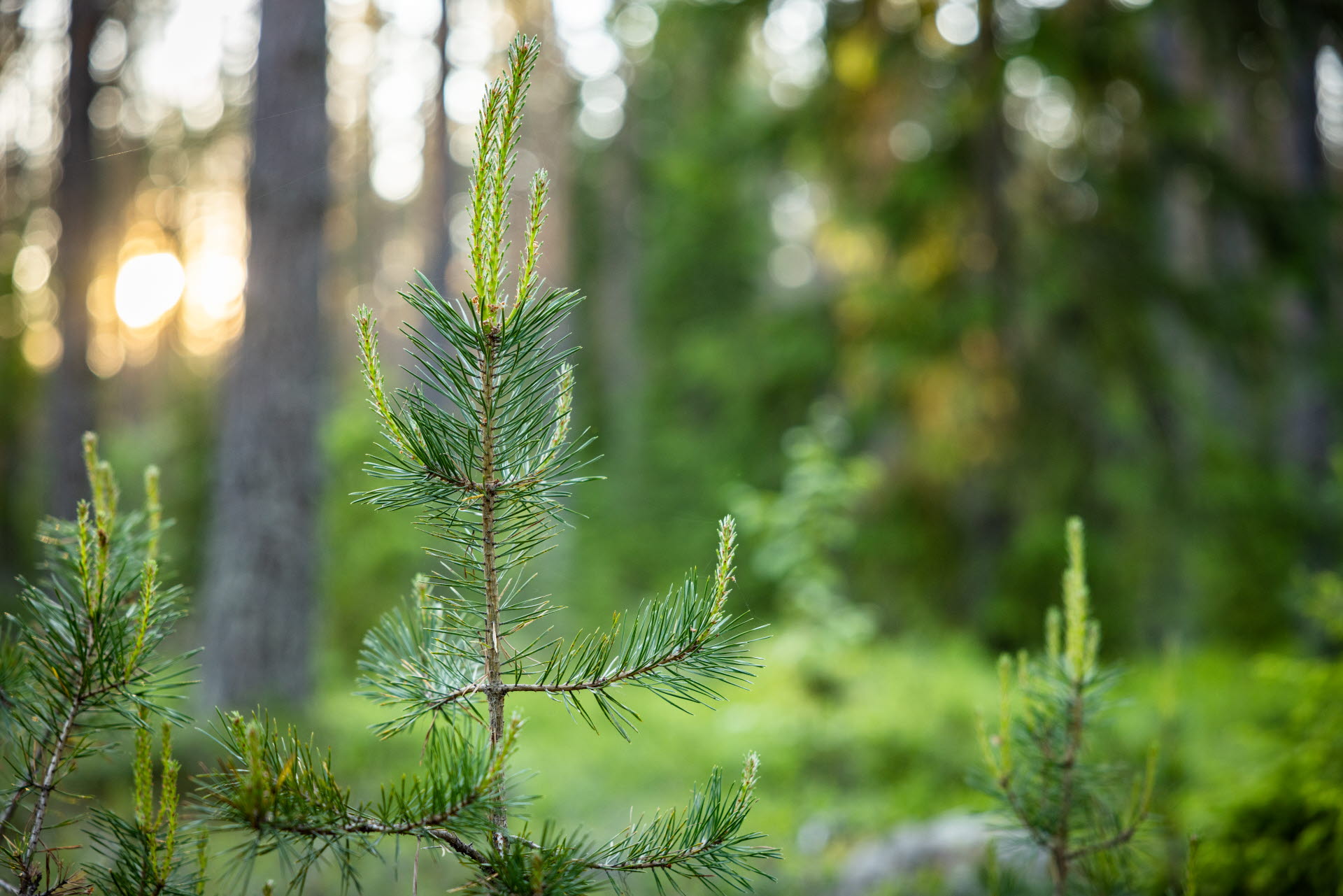 Young pine in forest