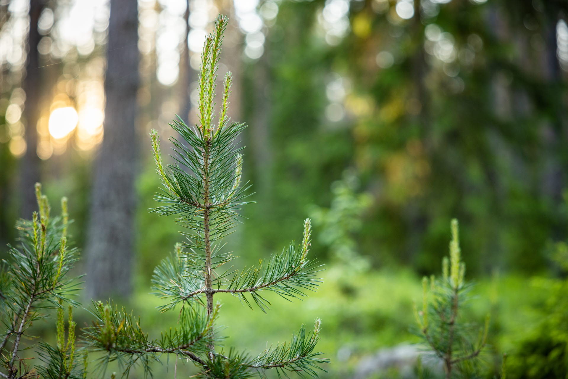 Ung tall i skog