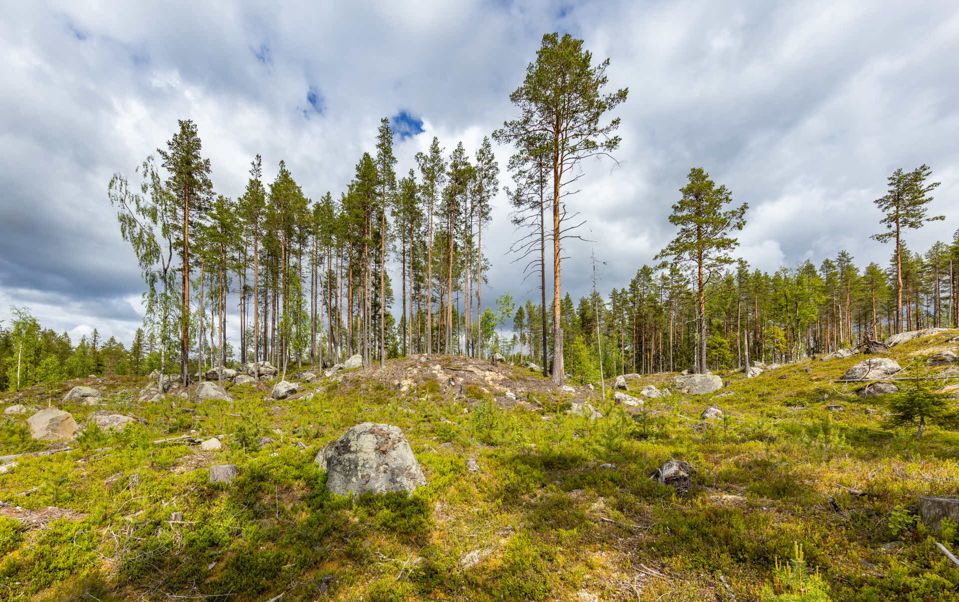 a group of trees left 