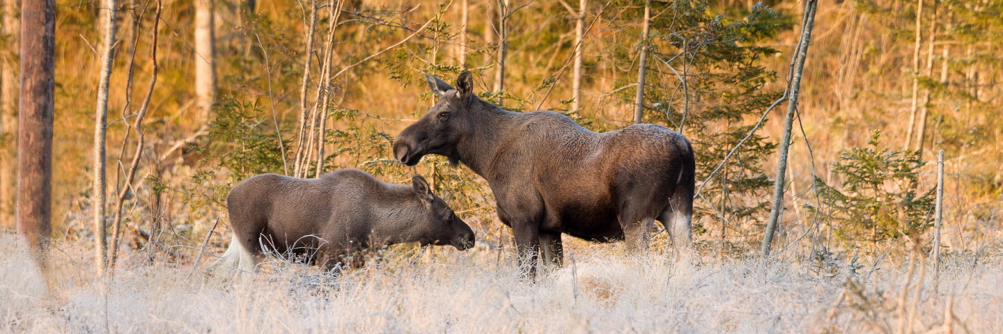 Älgar i skogen, moose in the forest
