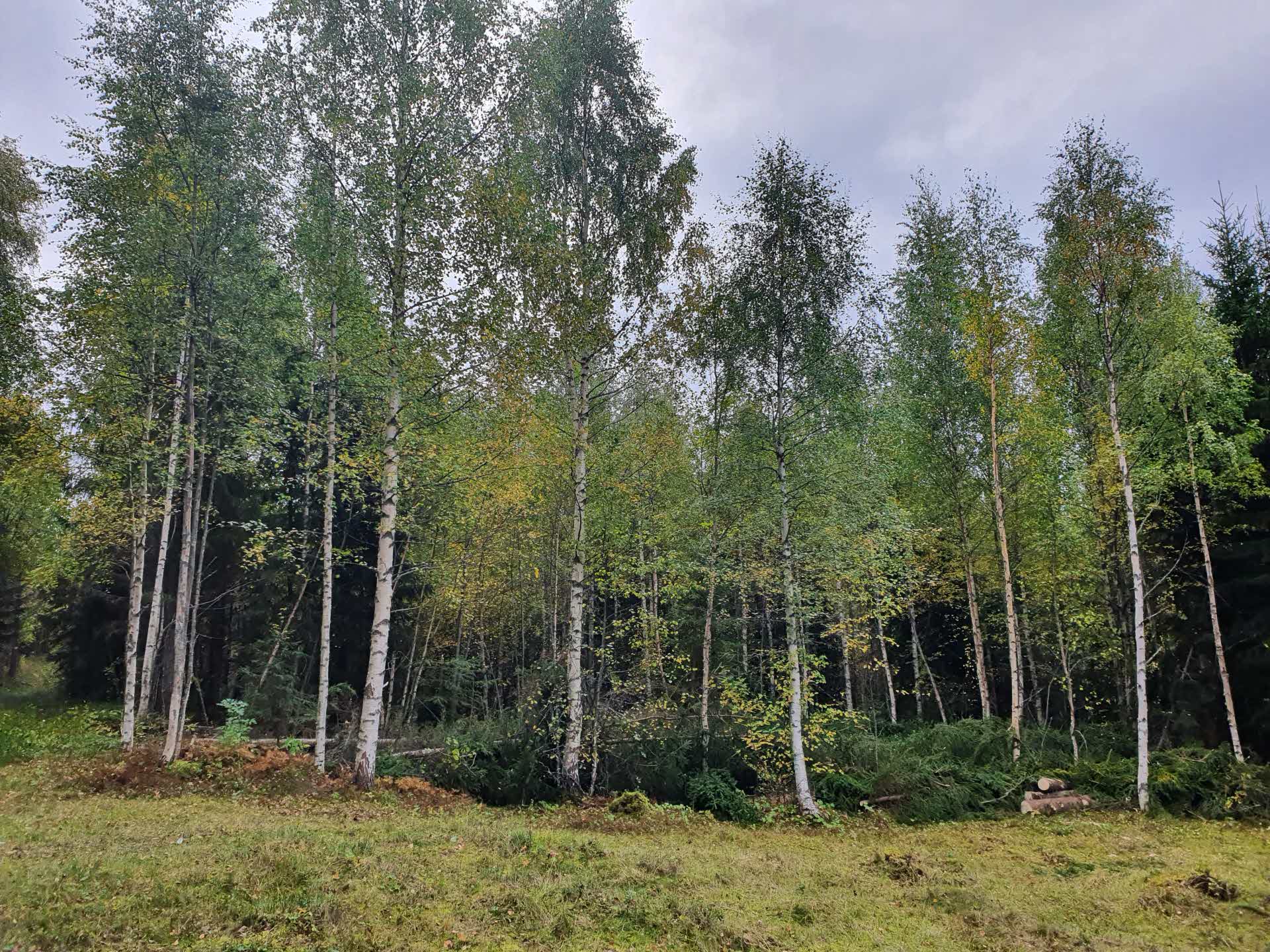 After felling, more light on the meadow.