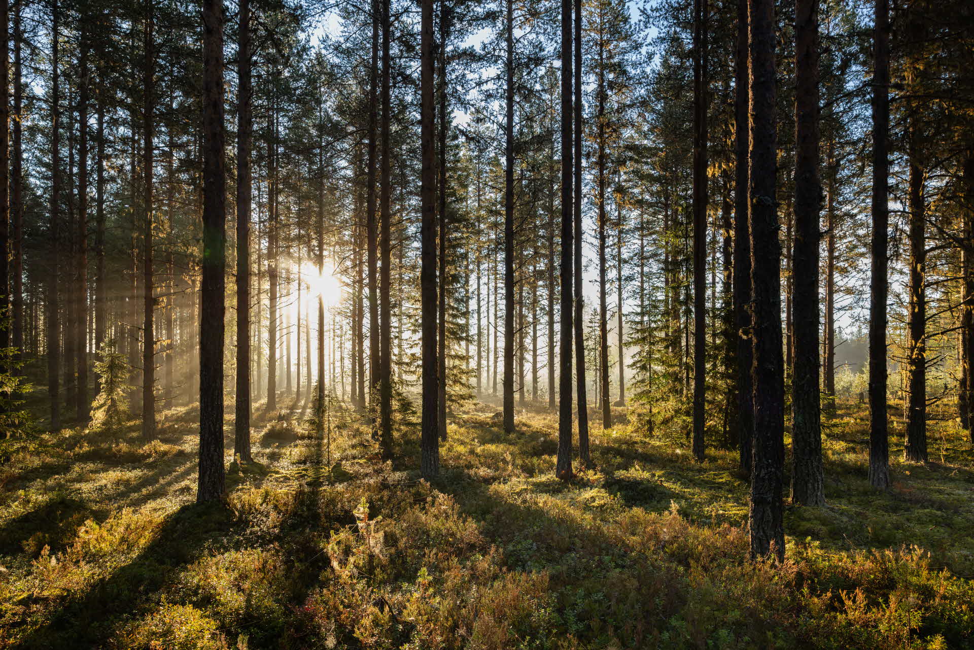 Tallskog på hösten med höga träd, solljus och vegetation på marken