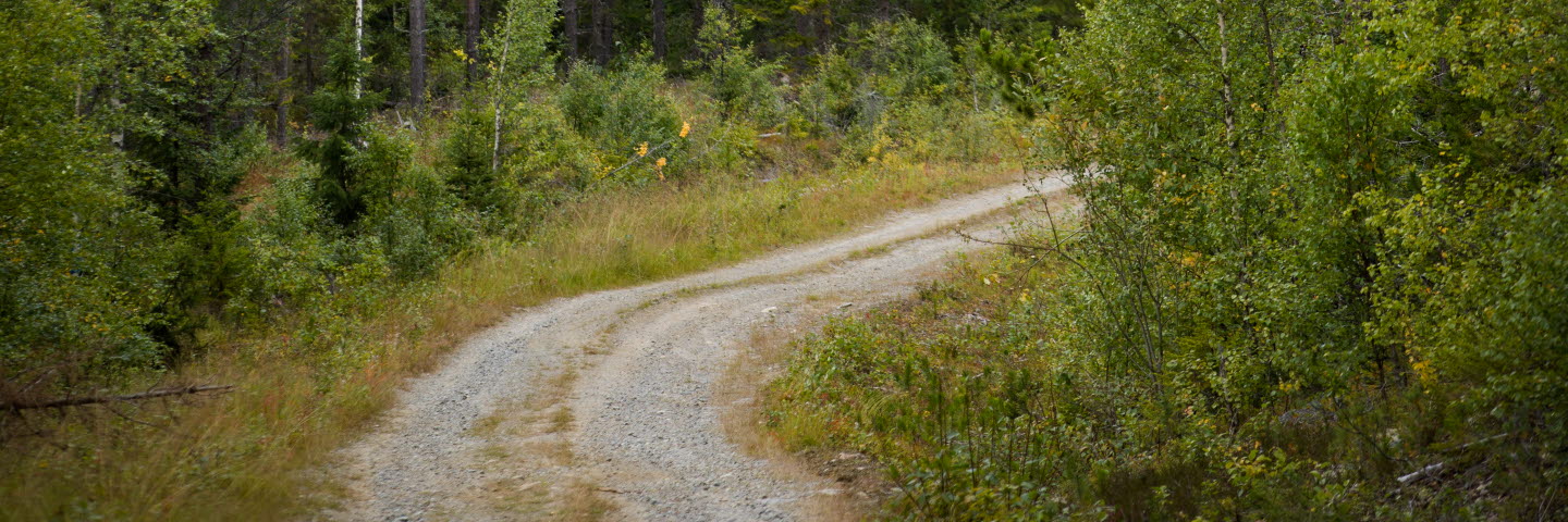 Skogsvy med skogsbilväg, forest with a forest road