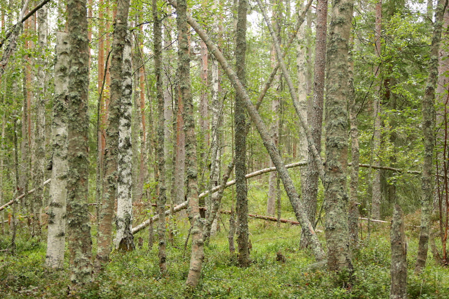 Oskött skog, dåligt inför föryngringsavverkning, ca 100 år