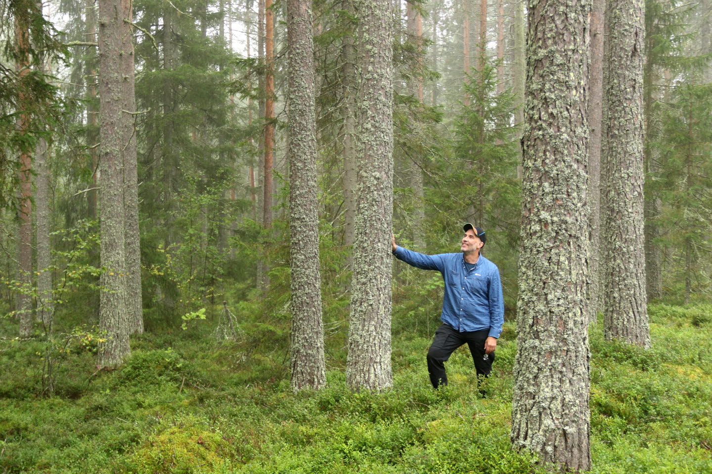 Skött skog, bra inför föryngringsavverkning, ca 100 år, med Örjan Harila