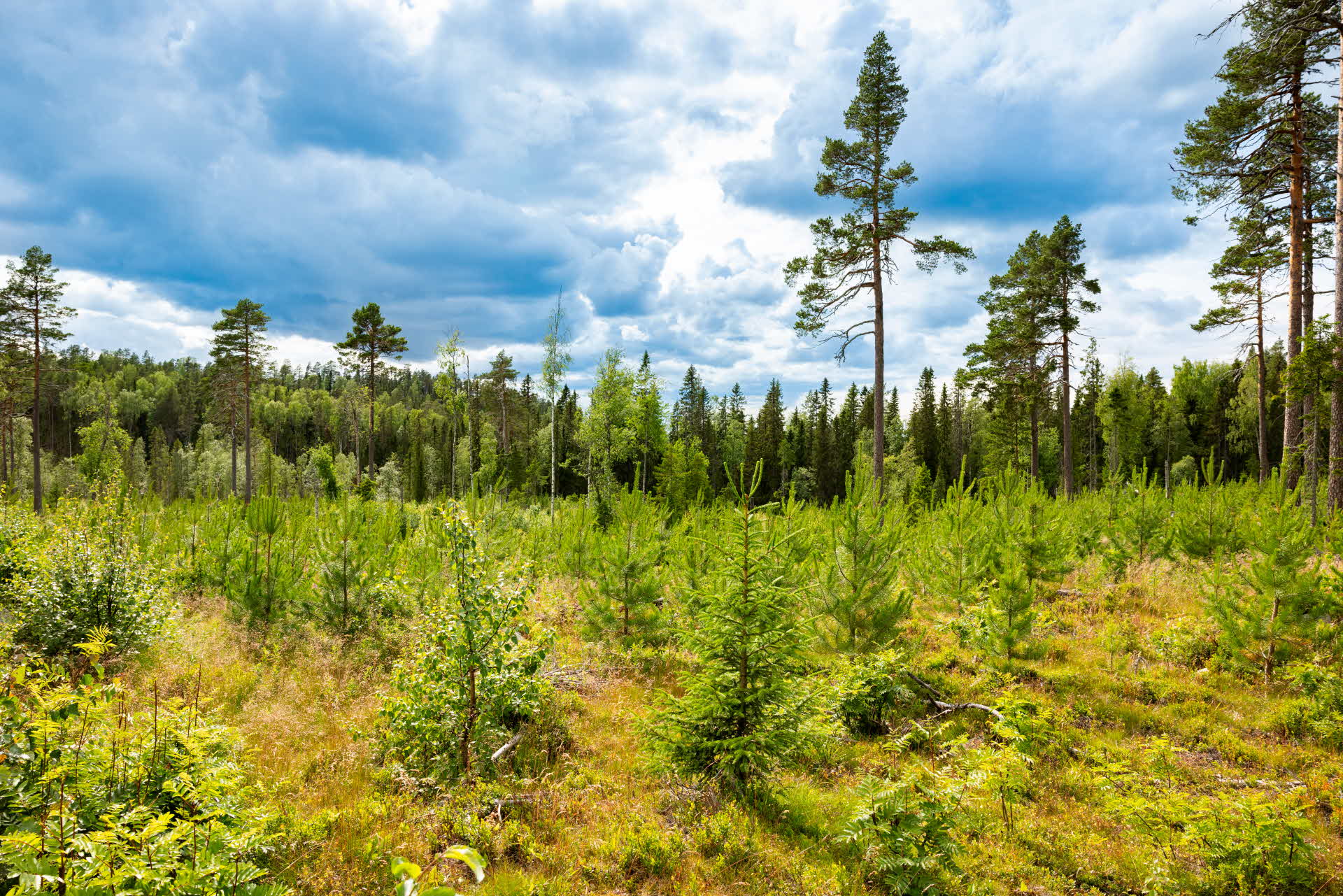 A young forest.