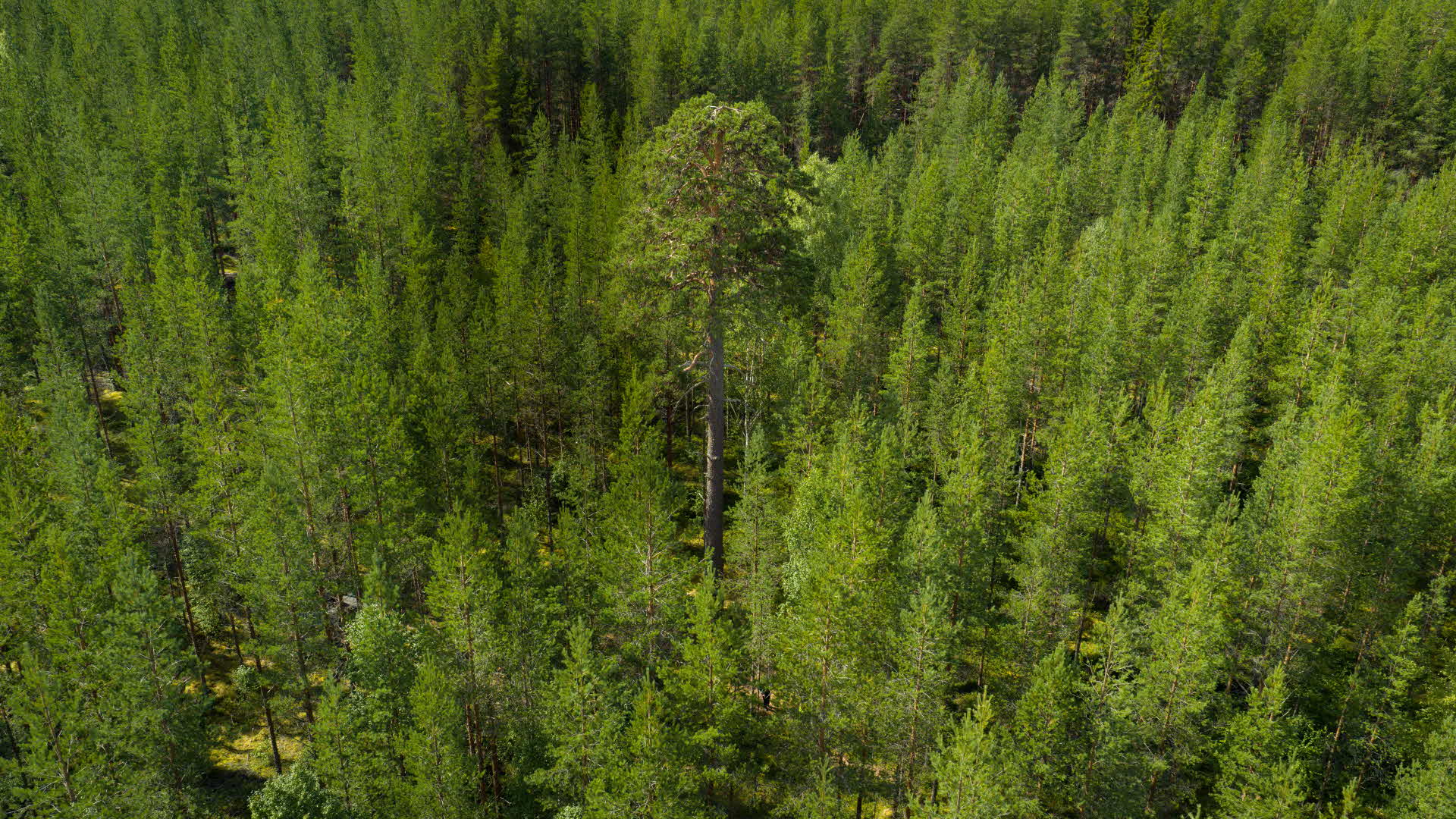 Dden största Vasatallen omgoiven av skog