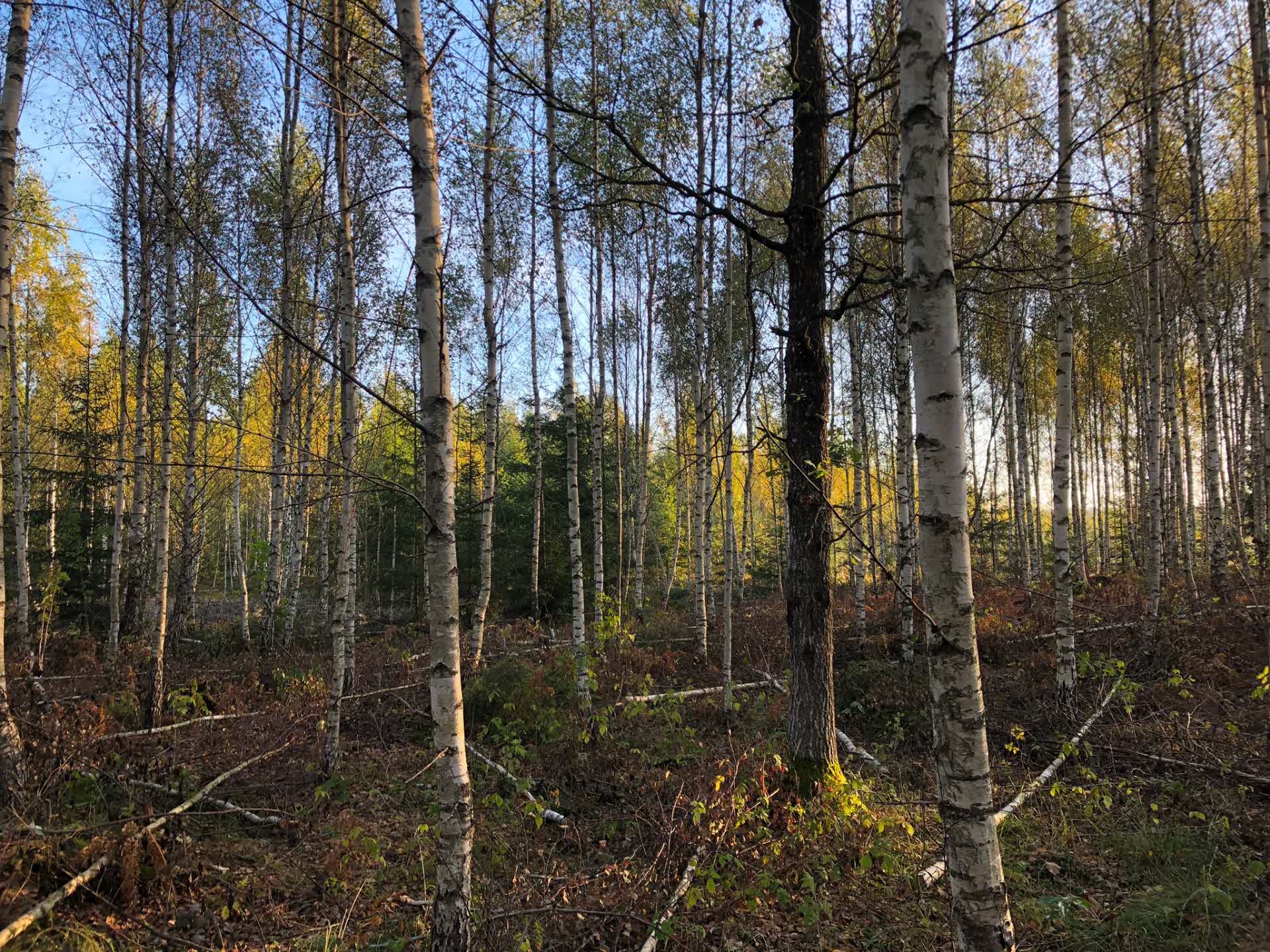 Birch forest in Latvia