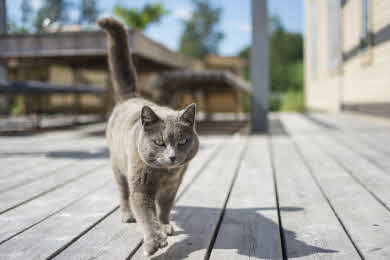 A gray cat walks across a deck built from heartwood pine.