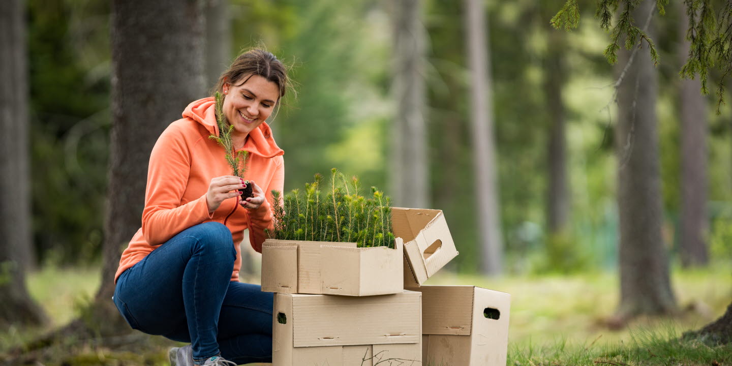 und med plantor i kartong i skogen (Maria Rumm)