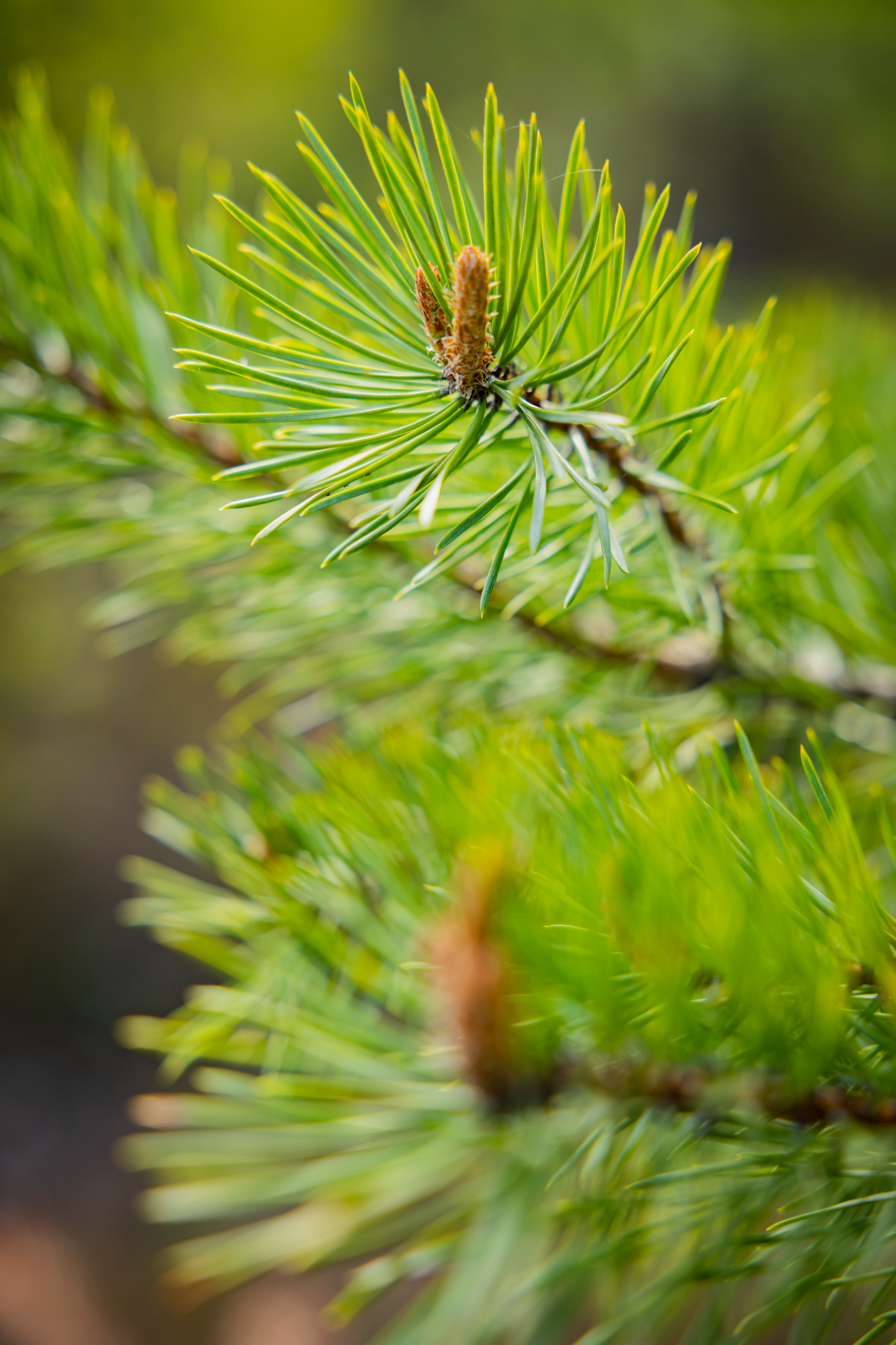 närbild på tallkvist