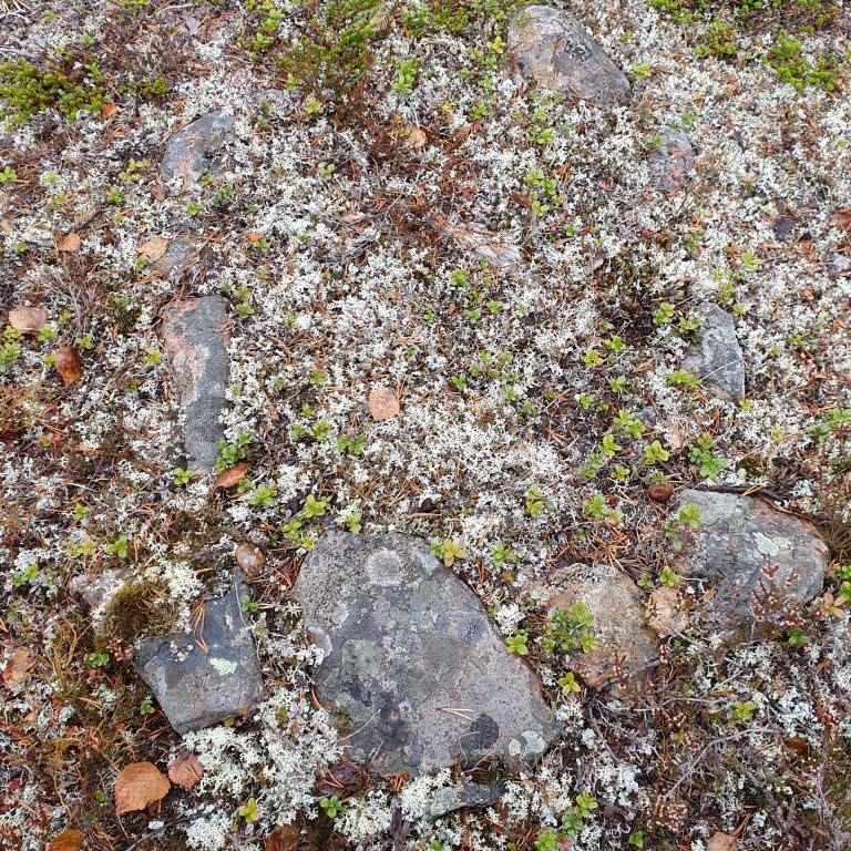 Rester av en samisk härd
