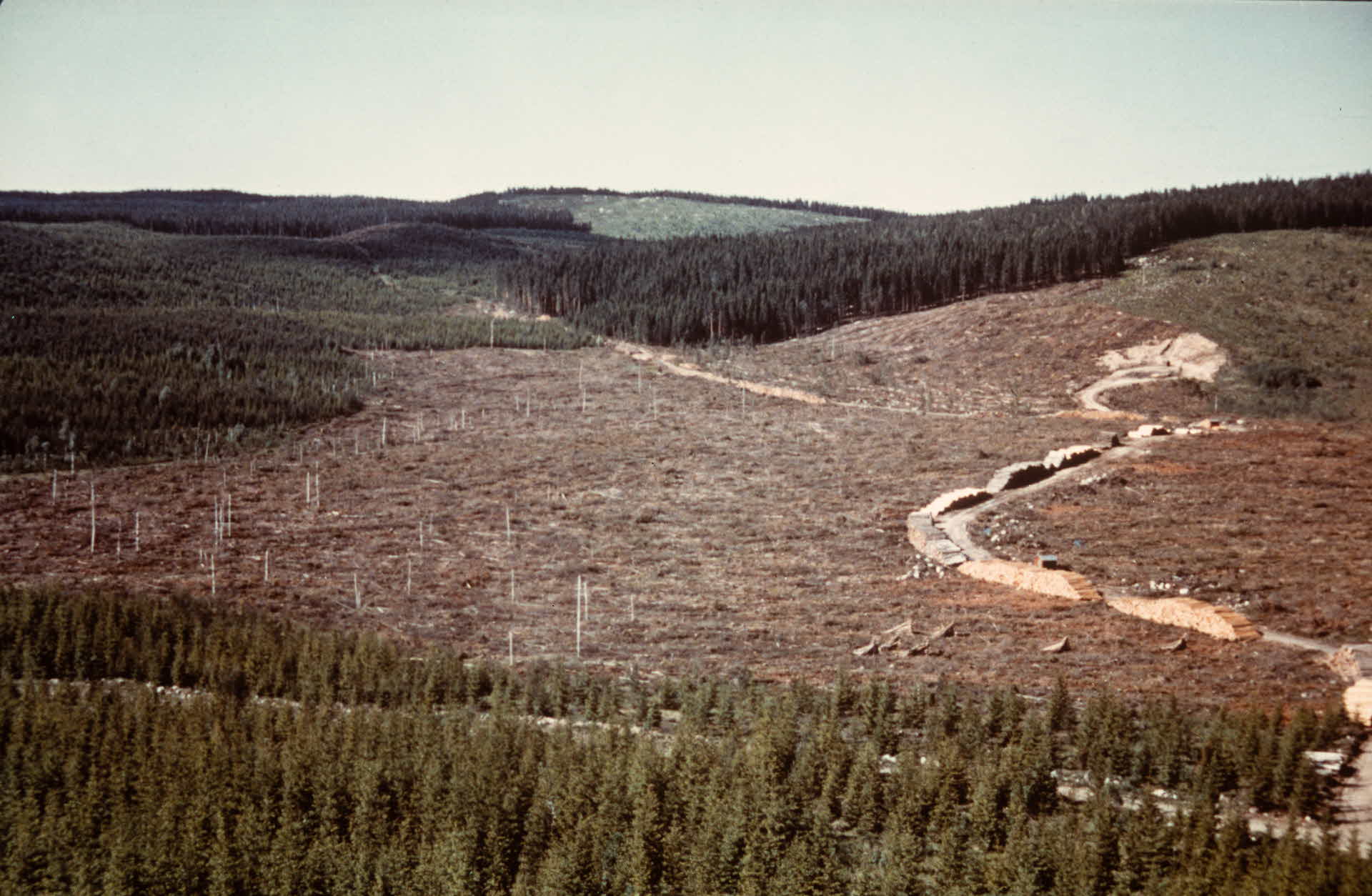  A harvested area in the 1970s with large bare areas.