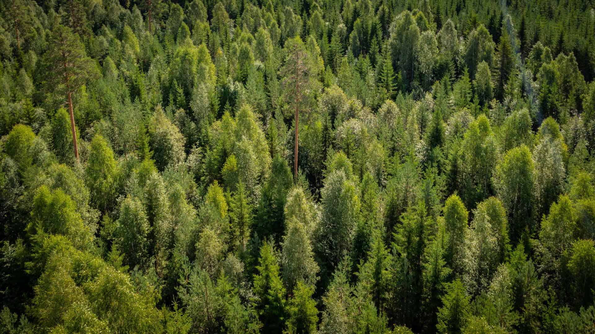skog från ovan
