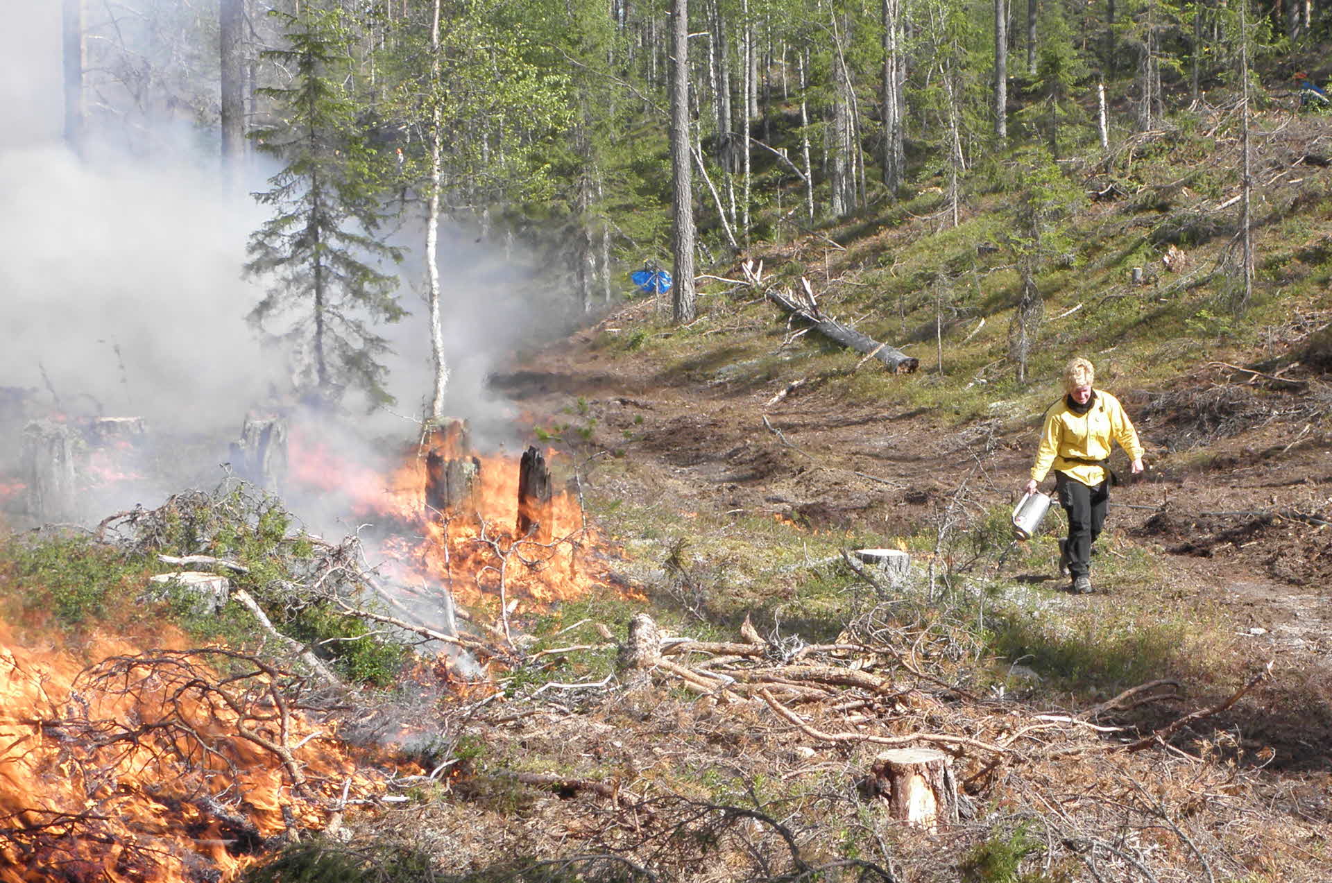 Naturvårdsbränning