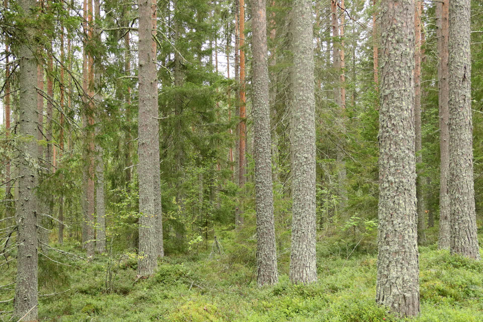 Välskött skog inför föryngringsavverkning
