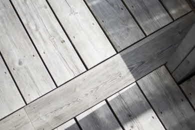 Närbild på en kärnfurutrall.