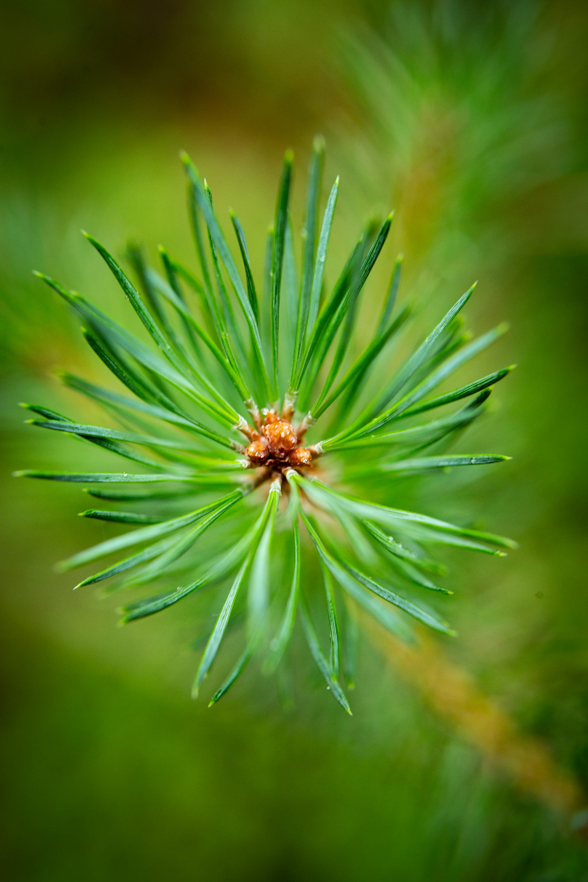 Close-up of pine twig