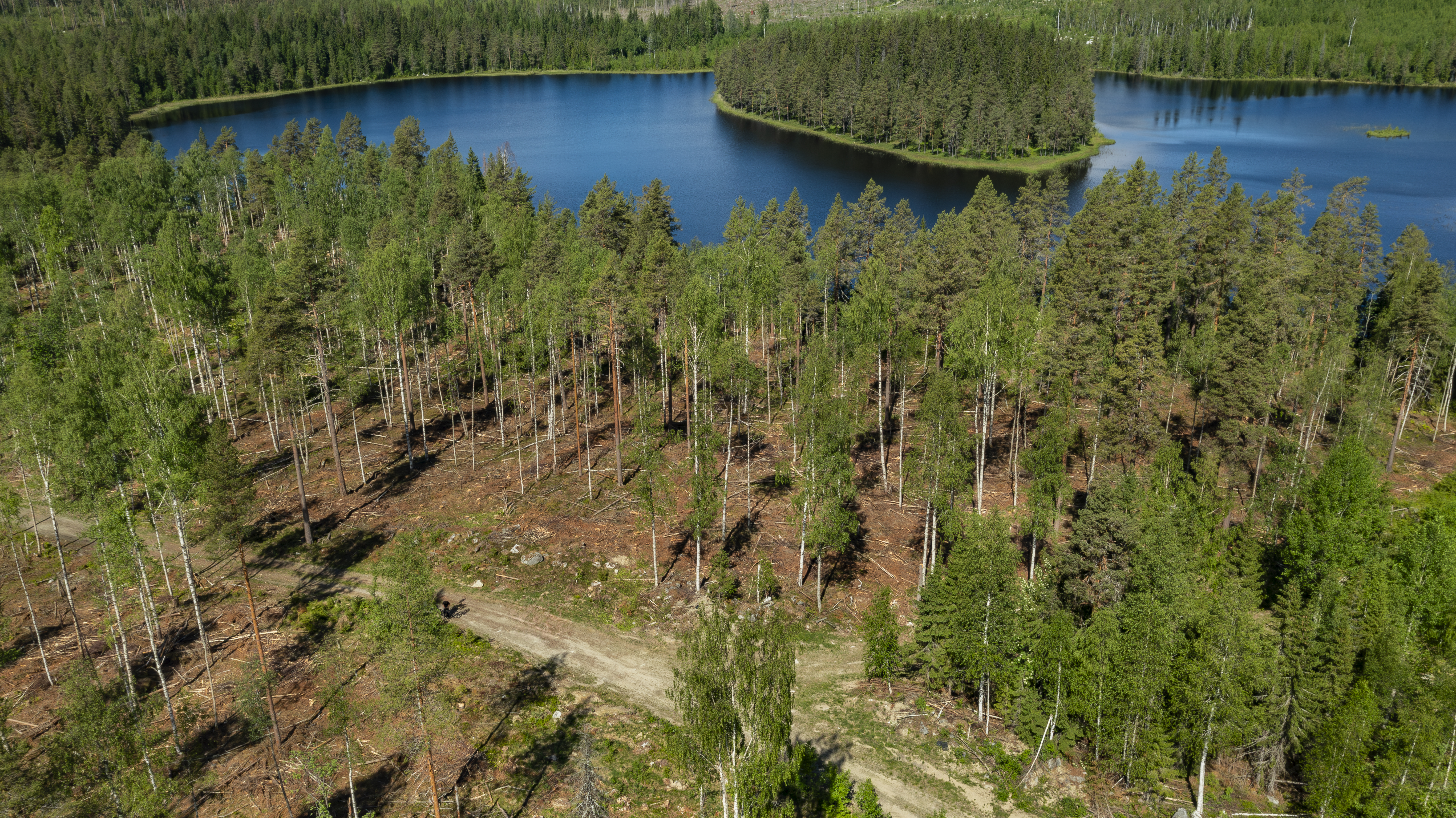 Naturvårdsavverkning i en fäbodskog