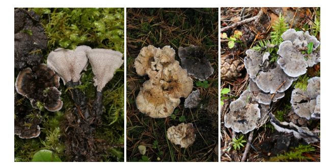 soil fungi
