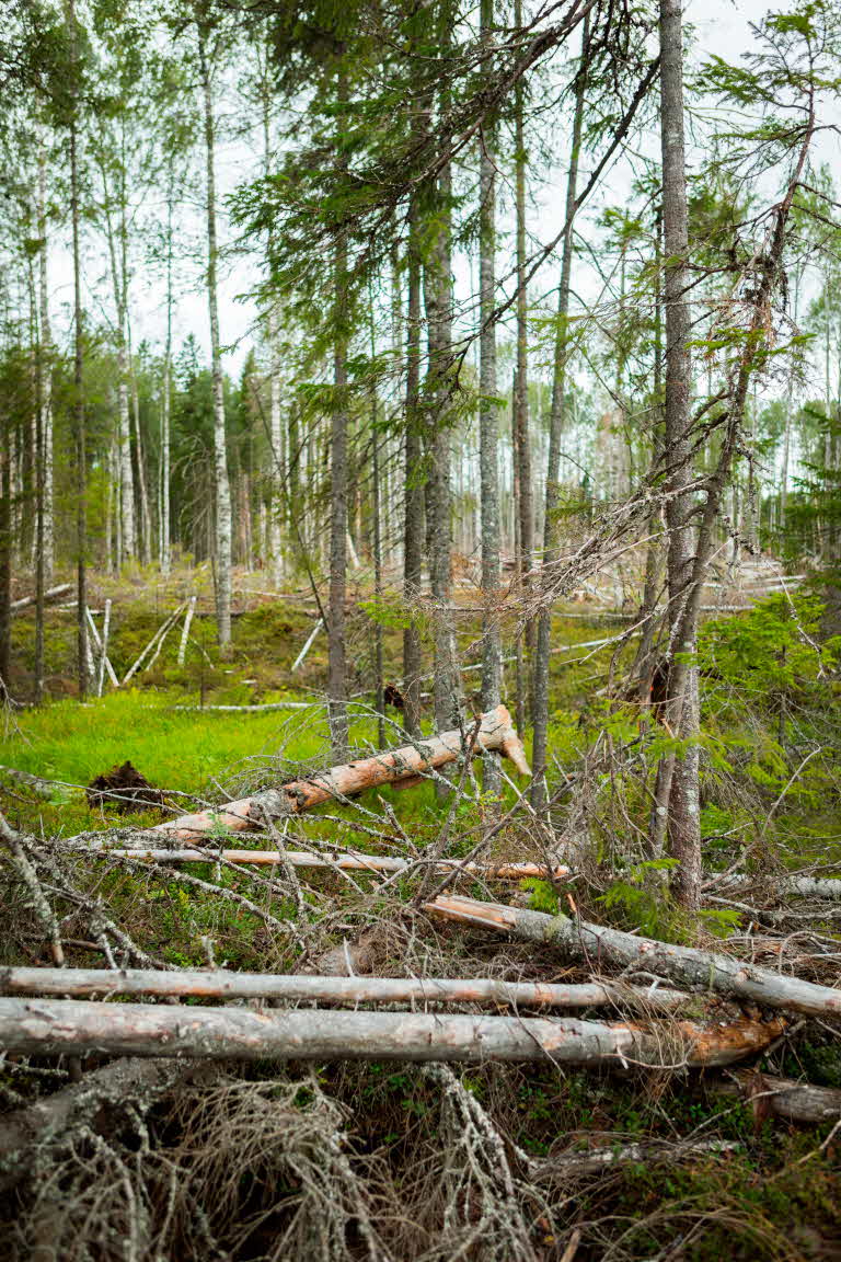 Död ved i skogen