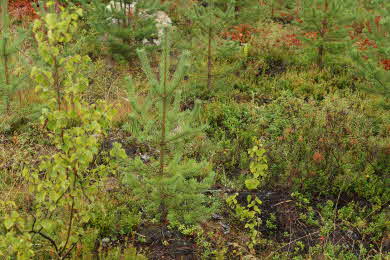 Bild på plantering efter 5 år